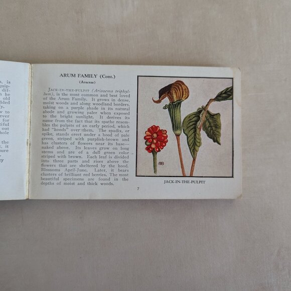 Vintage Wild Flowers of America Paperback Pocket Picture Reference Book 1932 - Picture 10 of 14